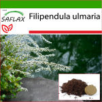 SAFLAX &ndash; nurmenukk &ndash; 500 seemet &ndash; Potisubstraadiga paremaks kasvatamiseks &ndash; Filipendula ulmaria