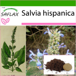 SAFLAX - Mehhiko Chia - 500 seemet - Potisubstraadiga paremaks kasvatamiseks - Salvia hispanica