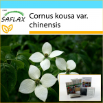 SAFLAX &ndash; kinkekomplekt &ndash; Hiina koerapuu &ndash; 30 seemet &ndash; Koos kinkekarbi, kaardi, etiketi ja potisubstraadiga &ndash; Cornus kousa