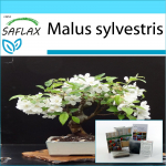 SAFLAX - Kingikomplekt - Bonsai - Metsikkrabi - 30 seemet - Koos kinkekarbi, kaardi, etiketi ja potisubstraadiga - Malus sylvestris