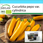 SAFLAX &ndash; kinkekomplekt &ndash; Orgaaniline &ndash; Kabat&scaron;okk &ndash; kullapalavik &ndash; 5 seemet &ndash; Koos kinkekarbi, kaardi, etiketi ja potisubstraadiga &ndash; Cucurbita pepo
