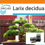 SAFLAX - Aed kotis - Bonsai - Euroopa lehis - 75 seemet - Substraadiga sobivas p&uuml;stises kotis - Larix decidua