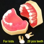 1 tk Hambaravi 1:1 &Otilde;petamismudel Hambaravi T&auml;iskasvanutele / Lastele Standardmudel Eemaldatavad hambad Pehme kummi TYPODONT Mudel hambaarstiks kasutamiseks 1  piece for Adult