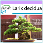 SAFLAX - Bonsai - Euroopa lehis - 75 seemet - Larix decidua