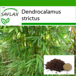 SAFLAX - Calcutta Bamboo - 50 seemet - Potisubstraadiga paremaks kasvatamiseks - Dendrocalamus strictus