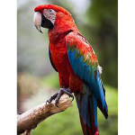 DIY Papagoi 5D Teemantmaal T&auml;is&uuml;mmargune puurlind Teemanttikandid Ristpistes Mosaiigikomplektid Seinakunst K&auml;sitsi valmistatud kingitus Full Round 60x90CM