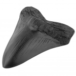 5-tollise Megalodoni Hamba Fossiil Prehistoric Perekonna Hamba Fossiil Skulptuur Kodu Kaunistus Fossiil Mere Bioloogia &Otilde;ppevahend