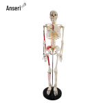 Inimeskeletooni mudel poolek&uuml;lje lihastega, 85 cm
