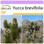 SAFLAX &ndash; Joshua Tree &ndash; 10 seemet &ndash; Yucca brevifolia