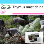 SAFLAX - Kinkekomplekt - T&uuml;&uuml;miani mastiks - 250 seemet - Koos kinkekarbi, kaardi, etiketi ja potisubstraadiga - Thymus mastichina