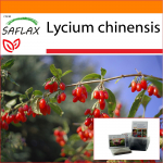 SAFLAX - Aed kotis - Goji mari - 200 seemet - Substraadiga sobivas p&uuml;stijas kotis - Lycium chinensis