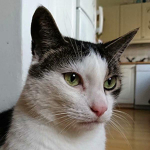 DIY 5D &uuml;mmargune teemantmaaling Kassitikandid Ristk&auml;sit&ouml;&ouml;&otilde;mblus Kodukaunistus Full Round 20x20CM