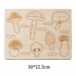 Montessori puidust olelusringi m&otilde;istatused M&auml;nguasi Mesilane Putukate Struktuur &Otilde;ppimine Taimede kasvuts&uuml;kli loodusteaduste &otilde;ppevahendid Matemaatika sorteerimism&auml;nguasi