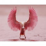 Full Drill 5D DIY Teemantmaal Hollandi Roseate Spoonbill Tikand Ristpiste 20X30CM