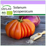 SAFLAX &ndash; Mahe &ndash; Tomat &ndash; H&auml;rjas&uuml;da &ndash; 10 seemet &ndash; Solanum lycopersicum