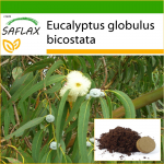 SAFLAX - Tasmaania Bluegum - 100 seemet - Potisubstraadiga paremaks kasvatamiseks - Eucalyptus globulus