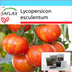 SAFLAX - Kinkekomplekt - Tomat - Tigerella - 10 seemet - Koos kinkekarbi, kaardi, etiketi ja potisubstraadiga - Lycopersicon esculentum
