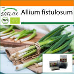 SAFLAX &ndash; Aed kotis &ndash; Mahe &ndash; Salatisibul &ndash; Jaapani Ishikura &ndash; 150 seemet &ndash; Substraadiga sobivas p&uuml;stises kotis &ndash; Allium fistulosum