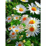 T&auml;ielik 5D-tehtud teemantmaal Valged lilled Teemanttikandid T&auml;ielik ristpistes Kodukaunistus K&auml;sitsi valmistatud kingitus 20x30cm