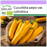 SAFLAX - Mahe - Kabat&scaron;okk - Kuldpalavik - 5 seemet - Cucurbita pepo