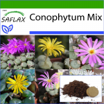 SAFLAX - &otilde;itsemise kivid / Conophytum Mix - 40 seemet - Potisubstraadiga paremaks kasvatamiseks - Conophytum Mix