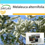 SAFLAX &ndash; kinkekomplekt &ndash; Austraalia teepuu &ndash; 400 seemet &ndash; Koos kinkekarbi, kaardi, etiketi ja potisubstraadiga &ndash; Melaleuca alternifolia
