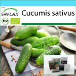 SAFLAX - Kinkekomplekt - Orgaaniline - Kurk - Vorgebirgstraube - 15 seemet - Koos kinkekarbi, kaardi, etiketi ja potisubstraadiga - Cucumis sativus