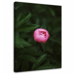 L&otilde;uenditr&uuml;kk Pink Flower Bud Nature 40x60 roosa