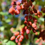 Goji marjade lilleseemned aia jaoks suured saagid