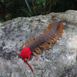10 CM K&otilde;rge Realistlik Sipelgas Kaelkirjak Pl&uuml;&uuml;sist M&auml;nguasi Pehme Scolopendra Heros T&auml;idisloom M&auml;nguasjad L&uuml;lilised Nukk Kingitused 5cm gray