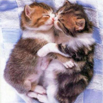 T&auml;ielik 5D-teemantmaaling koomiks Kassisuudlus Mosaiik Tikand Ristpistes Kodukaunistus K&auml;sitsi valmistatud 25x25cm