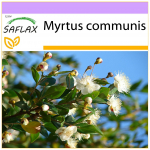 SAFLAX - t&otilde;eline m&uuml;rt - 30 seemet - Myrtus communis
