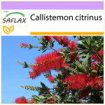 SAFLAX - Red Bottle Brush - 400 seemet - Callistemon citrinus