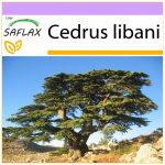 SAFLAX - Liibanoni seeder - 20 seemet - Cedrus libani
