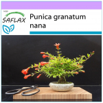 SAFLAX - Bonsai - K&auml;&auml;bus granaat&otilde;un - 50 seemet - Punica granatum nana