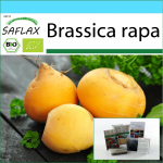 SAFLAX - Kingikomplekt - Orgaaniline - Naeris - Goldana - 500 seemet - Koos kinkekarbi, kaardi, etiketi ja potisubstraadiga - Brassica rapa
