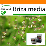 SAFLAX - Aed kotis - V&auml;risev muru - 75 seemet - Substraadiga sobivas p&uuml;stijas kotis - Briza media