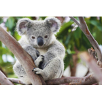 5D DIY Teemantmaali Loom Koala Rhinestone Art Pilt T&auml;isringi t&auml;is Teemanttikandid Kingi Mosaiik Kodukaunistuse komplekt Full Round 60x90CM
