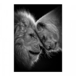 Aafrika l&otilde;vi pimedas seinas Kunst Plakatid ja v&auml;ljatr&uuml;kid Loomad L&otilde;uend Kunstpildid Nat&uuml;&uuml;rmortmaalid Kodukaunistus 50x70cm no frame