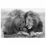 L&otilde;vid pesitsevad koos Seinakunst L&otilde;uendimaalid Mustvalge Kunst Loomad Plakatid Kaasaegse kunsti pildid kodukaunistuseks Taust 20x30cm