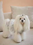 CAHIERS Astmeline pitsvolangiga Prantsuse kleit IVORY_S