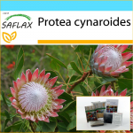 SAFLAX &ndash; Kingikomplekt &ndash; Giant King Protea &ndash; 5 seemet &ndash; Koos kinkekarbi, kaardi, etiketi ja potisubstraadiga &ndash; Protea cynaroides