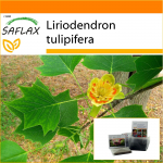 SAFLAX - Aed kotis - Tulbipuu - 20 seemet - Substraadiga sobivas p&uuml;stijas kotis - Liriodendron tulipifera