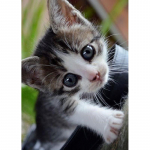 DIY 5D Teemantmaal Armas kassi ristpiste komplekt Teemanttikandid Loomad Rhinestones Pildid Seinakunst Kingitus Kodukaunistus Full Round 20x30CM