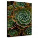 L&otilde;uenditr&uuml;kk Green Succulent Flower 40x60 roheline