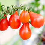 Red Pear jahvatatud tomat, k&ouml;&ouml;giviljaseemned aeda, 0,2g