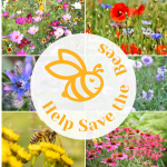 Help Save the Bees Seeds Set / 20 Set nectar-rich plants / bee-friendly set / flowers / pollen / 100g