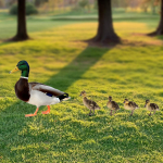 5x Pardikujud, Aiavaiad, Loomaskulptuurid, Realistlikud Kaunistused, Aiakunst, Dekoratiivsed Figuurid