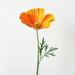 150 California mooniseemet