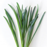 250 laialehelise murulauku seemet &ndash; poolmetsik permakultuur